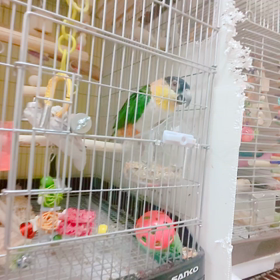 豆まきテンちゃんの画像