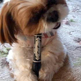 今日のラブちゃん(笑)の画像