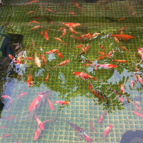 給餌風景の画像