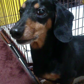 もうすぐ10歳のの画像