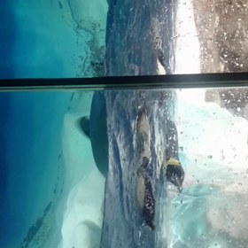 ペンギンの画像