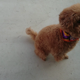 ボールガールの画像