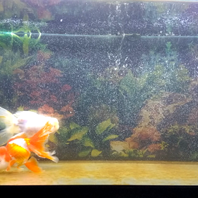 合流しました。の画像