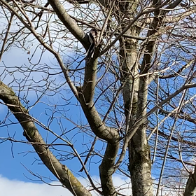 エナガ　動画の画像