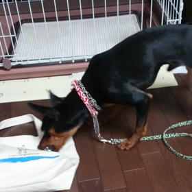 戦うポン太郎。の画像