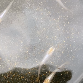 わたしのめだかの画像