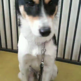 あごのせ！！！の画像