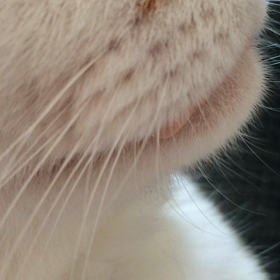 エルくんの思い出動画 （ゴロゴロ）の画像