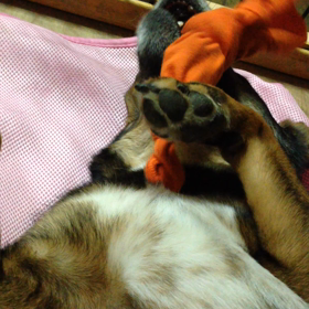 癒し癒されの画像