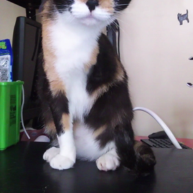 ３本足の猫ちゃんとの画像