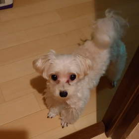 フットワークの画像