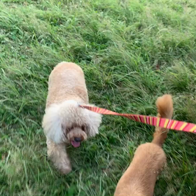 10月2日10わんこと1時間遠足  代々木公園の画像