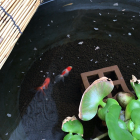 ビオトープ( ⸝⸝⸝ᵕᴗᵕ⸝⸝⸝ )の画像