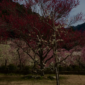 新城へツーリング動画の画像