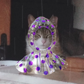 雨　　ニャンズ達　天まで届けの画像