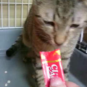 ちゅーる大好き！の画像