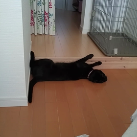 スライディングにゃんの画像