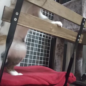 遊ぶ、あらし(=^ェ^=)の画像