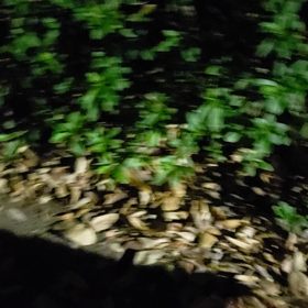 今日の散歩の画像