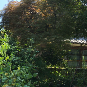 今朝の蝉の鳴き声❣️の画像