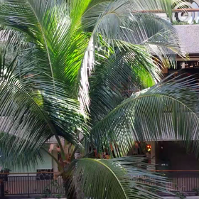 ピエンヌミニミニの手のひらの景色♡シリーズ♡の画像