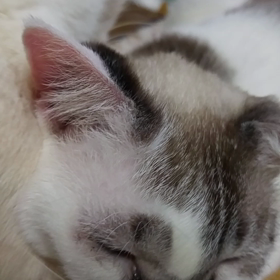 和みねこ トムの画像