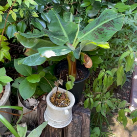 バナナの苗の画像