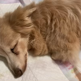 闘病記録と飼い主の気持ち 1の画像