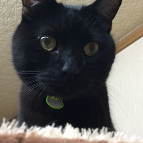 黒猫♂パックの画像