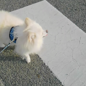 散歩にきたよの画像