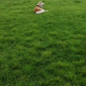連日の雨空の散歩にウンザリの飼い主。台風一過大望の曇り空、久しぶり安倍川土手散歩へ。1km 近いの画像