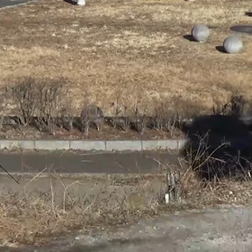 東金子駅伝レース動画⑩の画像