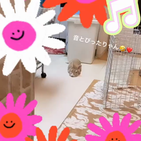 ナイスタイミング プッチの画像