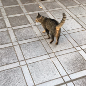 2018.08.28のにゃんこ先生の画像