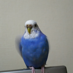 ☆曲に合わせて　鳴く　インコズ　☆の画像