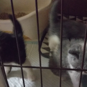 子猫にゃん。の画像