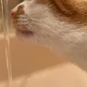 バーム(チビ)の近況の画像