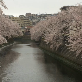 桜の動画を…の画像