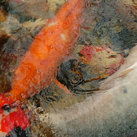 黄葉　　の画像