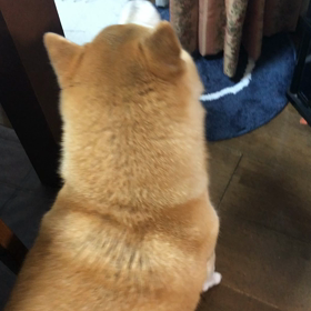 花火の音から守る方法の画像