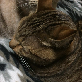 お休みなさいの画像