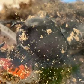 カブトムシの画像