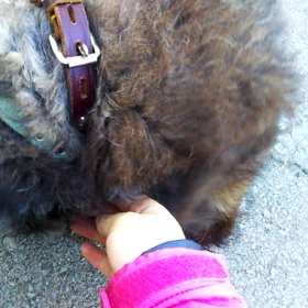 里親募集の画像