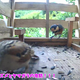 すぎぴたんの事件簿シーズン3　4話（やるときはやる！ヤマガラ）の画像