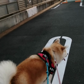 飼い主少し朝寝坊、それで散歩時間少し短縮。未来丸マイペース。業務スーパー玄関マットで大興奮❗初めの画像