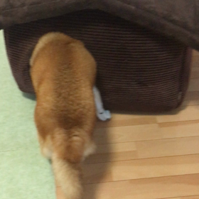 朝から元気。の画像