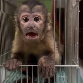 フサオマキザルの画像