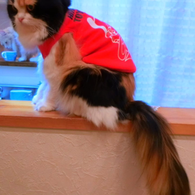 それ行けカープダンスバージョンの画像