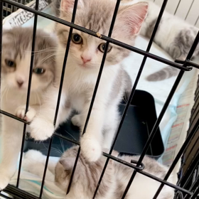 子猫ちゃんブラザーズシスターズ！の画像
