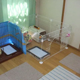 こんな動画を見つけました【教えて出来るものと、教えても出来ないもの】～次女ぼたんのこと～の画像